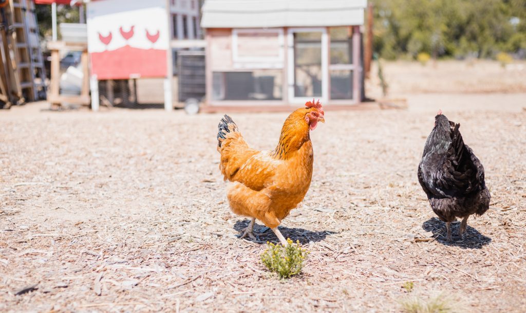 caring for chickens and chicken coops