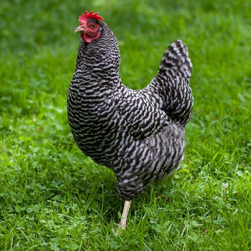 caring for plymouth rock chickens