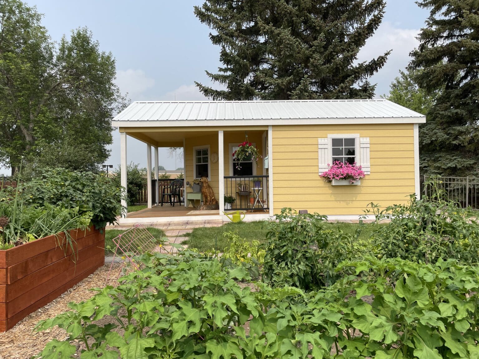 Custom yellow painted 12x24 Ranch Cottage Shed in Minot, ND backyard